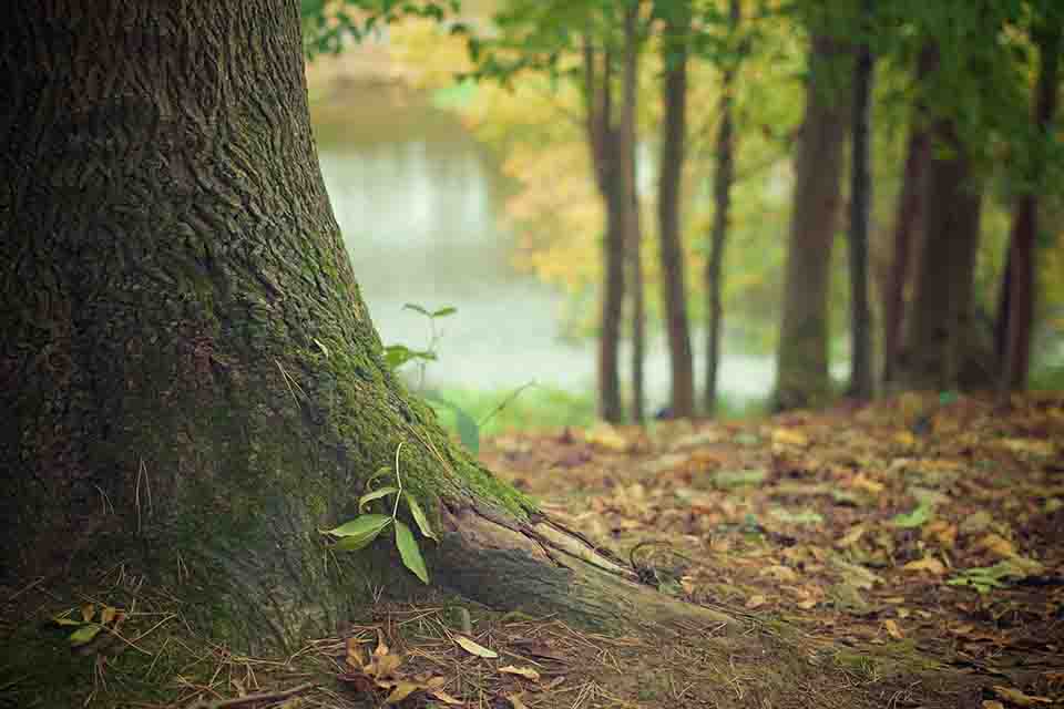 Das Naturbewusstsein der Druiden