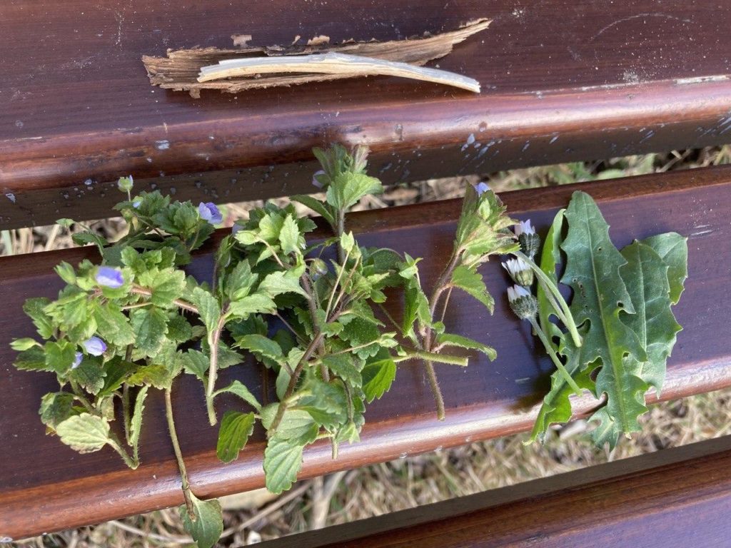 Ehrenpreis - Gänseblümchen - Löwenzahn