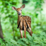 Beltane, Fest der Fruchtbarkeit - DRUVIDES