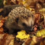Alban Elued - Herbst Tag- und Nachtgleiche - Igel