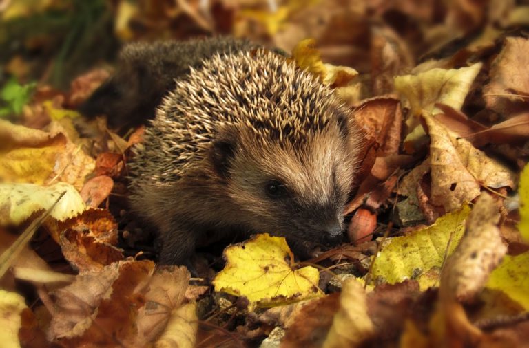 Alban Elued - Herbst Tag- und Nachtgleiche - Igel