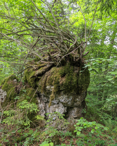 Baum mit Wurzel