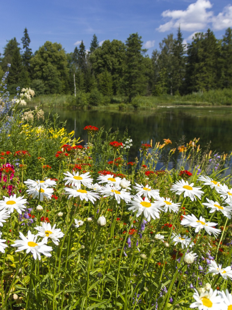 Blumenlandschaft - für Webstory Buch